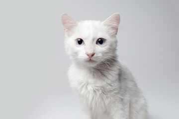 Studio portrait of white kitten with blue eyes on white background.
