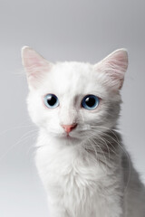 Studio close-up portrait of white kitten with blue eyes on white background.