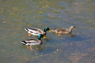 Mallard Ducks at Lake Martin, Alabama