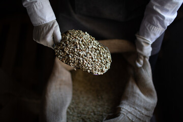 Green coffee beans in burlap sack and woman roaster with scoop.