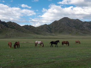 Obraz premium Horses with foals grazing in a pasture in the Altai Mountains