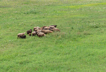 Group of sheep gazing, walking and resting on a green pasture in Altai mountains. Siberia, Russia