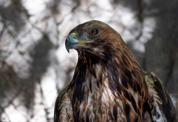 Bald Headed Eagle, close up shot with blurred background