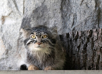 Manul a small wild cat with a broad, but fragmented distribution in the grasslands and montane steppes of Central Asia © Arrows