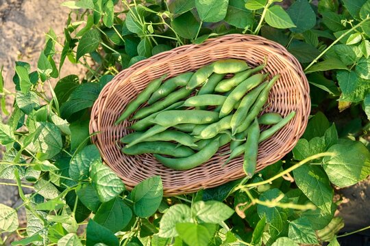 Top view of wicker plate with harvest of green beans