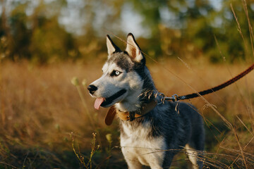 A dog of the Husky breed walks in nature on a leash in the park, sticking out his tongue from the heat and looking into the profile of the autumn landscape