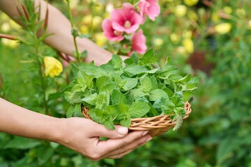 Harvesting mint leaves, woman's hands with pruner and wicker plate in garden