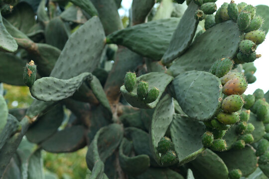 The Bunch Of Green Opuntia Cactus Ficus Indica