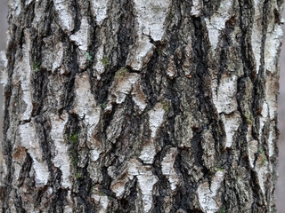 Bark of birch in the cracks texture