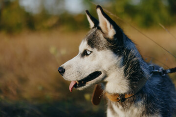 Portrait of a husky dog ​​on a leash against the background of an autumn landscape of sun-scorched grass