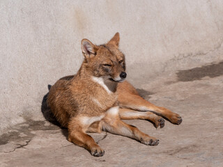 Golden jackal in nature tracks down prey