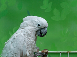 Big white parrot Cockatoo lat sitting on a branch