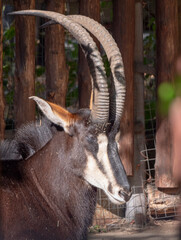 Portrait of a rare sable antelope Hippotragus niger