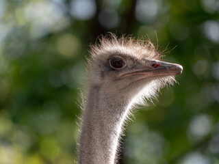 Ostrich close-up in the looks cautiously around
