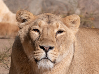 Portrait lioness basking in the warm sun after dinner