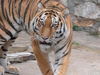 Fototapeta na wymiar The Amur tiger is the graceful gait of the taiga
