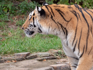 The Amur tiger is the graceful gait of the taiga