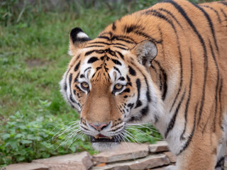 Fototapeta na wymiar The Amur tiger is the graceful gait of the taiga