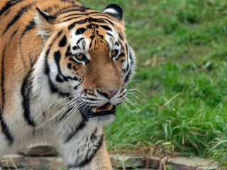 The Amur tiger is the graceful gait of the taiga