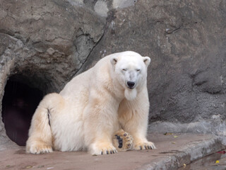 Polar Bear Ursus Maritimus on a sunny day