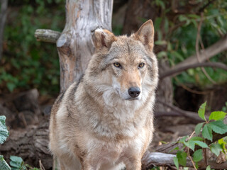 Naklejka na ściany i meble Grey Wolf Canis lupus Portrait - captive animal