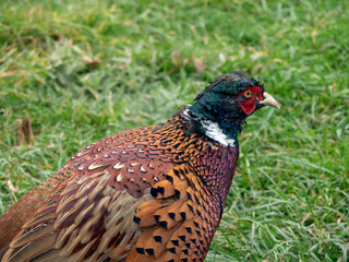 Guinea fowl walking along the green grass in the fall