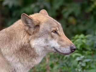 Grey Wolf Canis lupus Portrait - captive animal