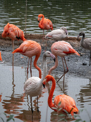 Flock of Greater Flamingo, nice pink big bird, standing in the water