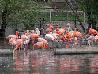 Flock of Greater Flamingo, nice pink big bird, standing in the water