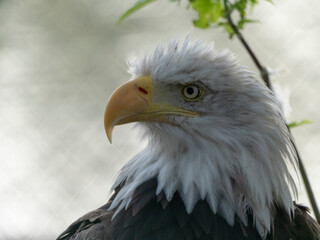 Bald Headed Eagle, close up shot with blurred background