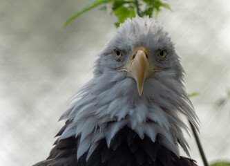 Bald Headed Eagle, close up shot with blurred background