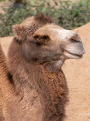 Obraz premium Portrait of a graceful two-humped camel resting in the shade
