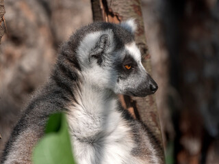Ring-tailed Lemur Lemur catta sits under a tree and looks away