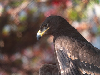 Bald Headed Eagle, close up shot with blurred background