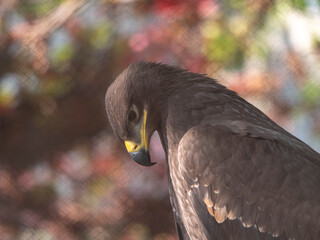 Bald Headed Eagle, close up shot with blurred background