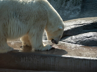 Polar Bear Ursus Maritimus on a sunny day