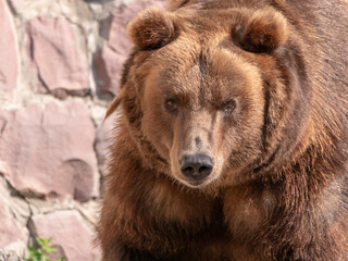 Fototapeta na wymiar Brown bear Ursus arctos portrait on the hunt