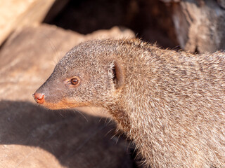 Banded mongoose (mungos mungo) resting in the sun