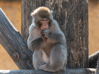 Portrait of a japanese macaque snow monkey