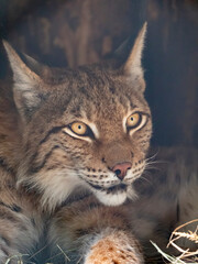 Lynx looks with predatory eyes from the shelter