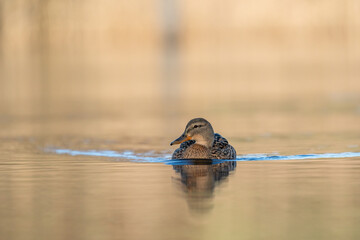 Weibliche Stockente (Anas platyrhynchos) auf dem Wasser schwimmend mit umlaufend copy space