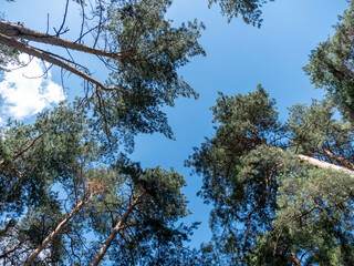Bottom view of tall old trees in forest blue sky in background