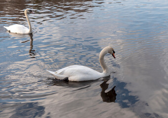 White swan neck with beautiful floats on the lake