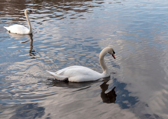 Fototapeta premium White swan neck with beautiful floats on the lake