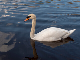 White swan neck with beautiful floats on the lake