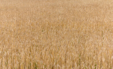 Yellow grain ready for harvest growing in a farm field