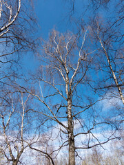 Winter birch forest in the sunlight against the blue sky