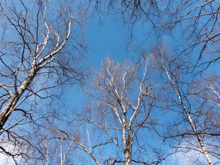 Obraz premium Winter birch forest in the sunlight against the blue sky