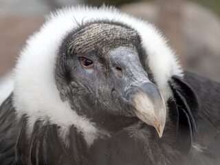 Bald Headed Eagle, close up shot with blurred background