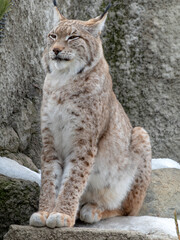 Lynx looks with predatory eyes from the shelter
